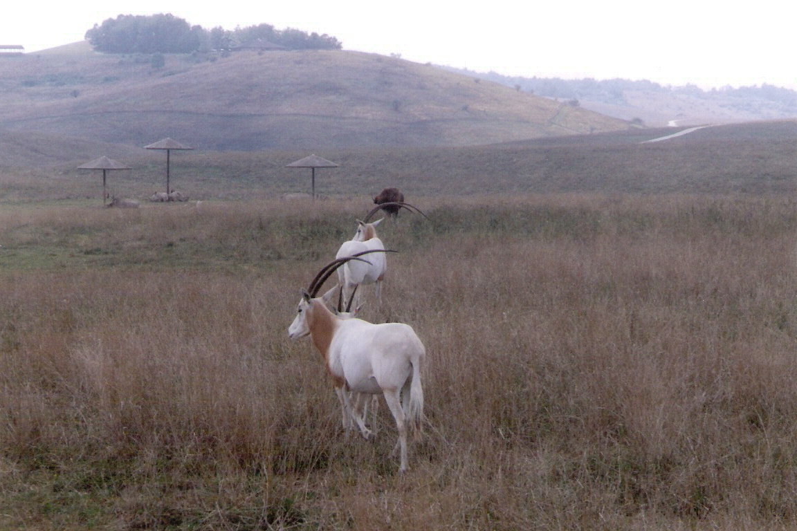 Scimitar-horned Oryx @ the Wilds