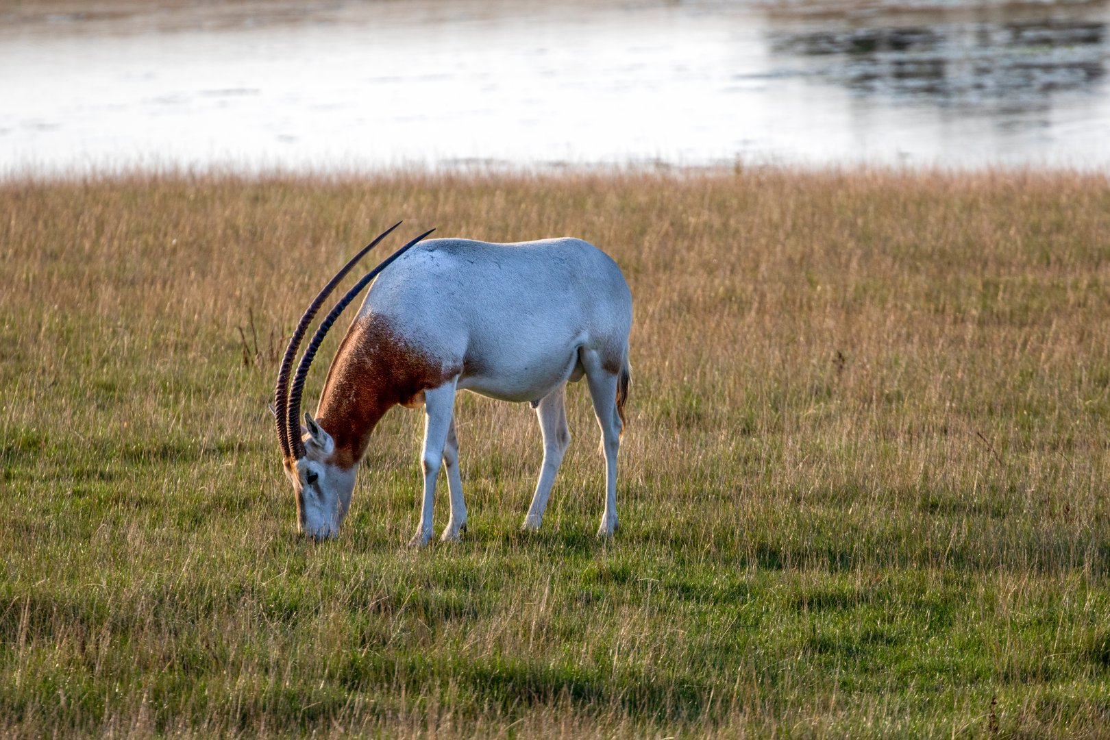 Scimitar-horned Oryx / Watatunga / 1-9-20