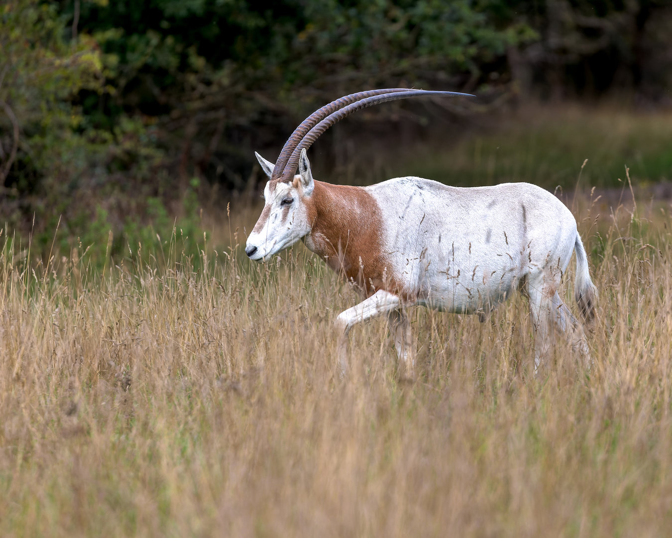 Scimitar Horned Oryx / Watatunga / 15-9-22