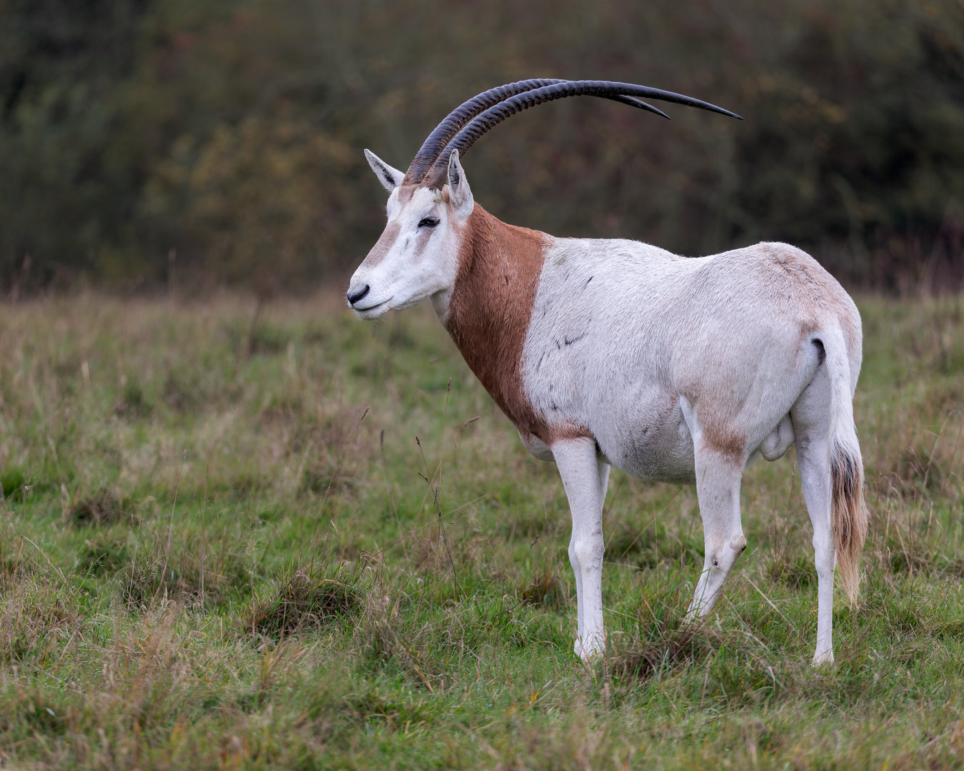Scimitar-horned Oryx / Watatunga / 27-11-22