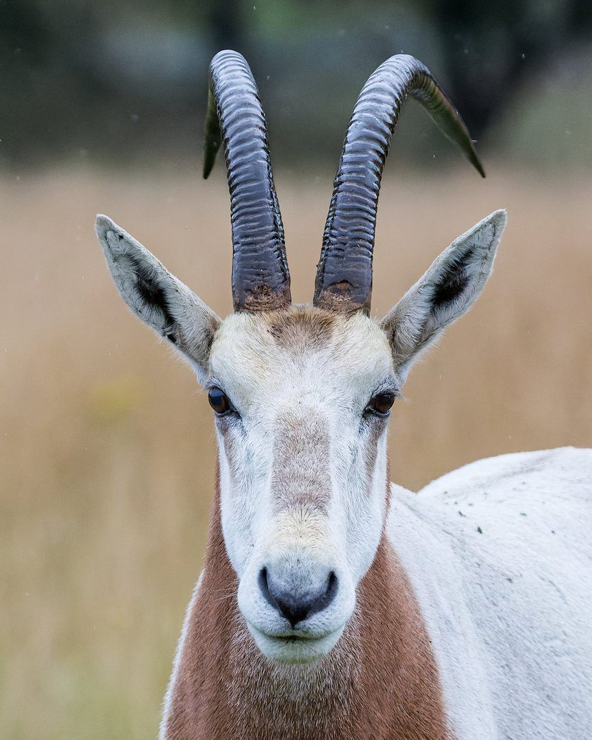 Scimitar-horned Oryx / Watatunga / 30-7-23