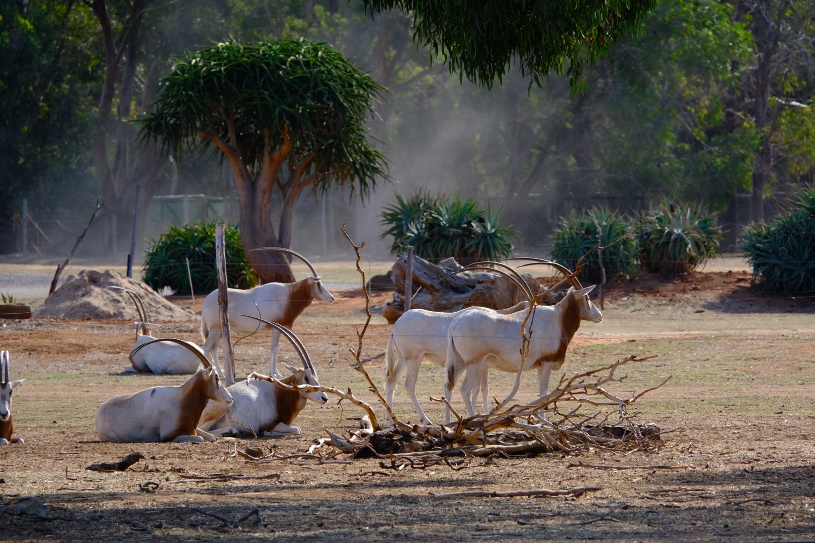 Scimitar-horned Oryx - Werribee Open Range Zoo