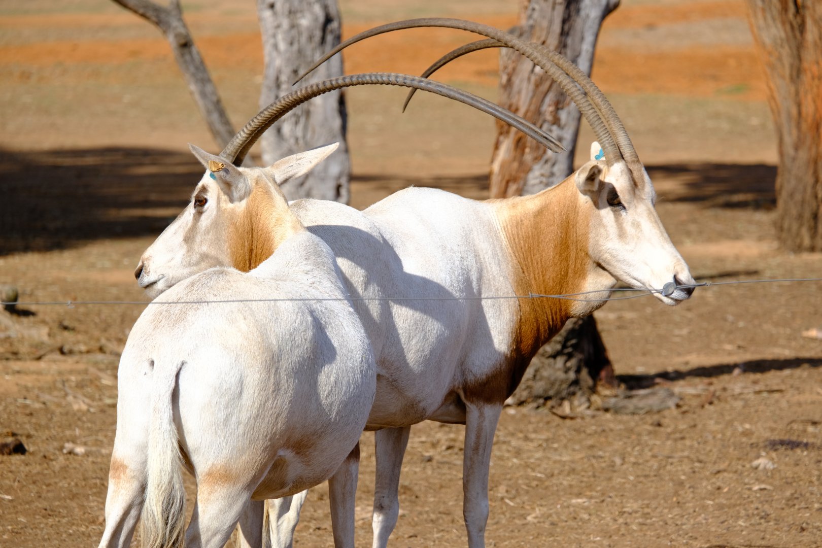 Scimitar-horned Oryx - Werribee Open Range Zoo