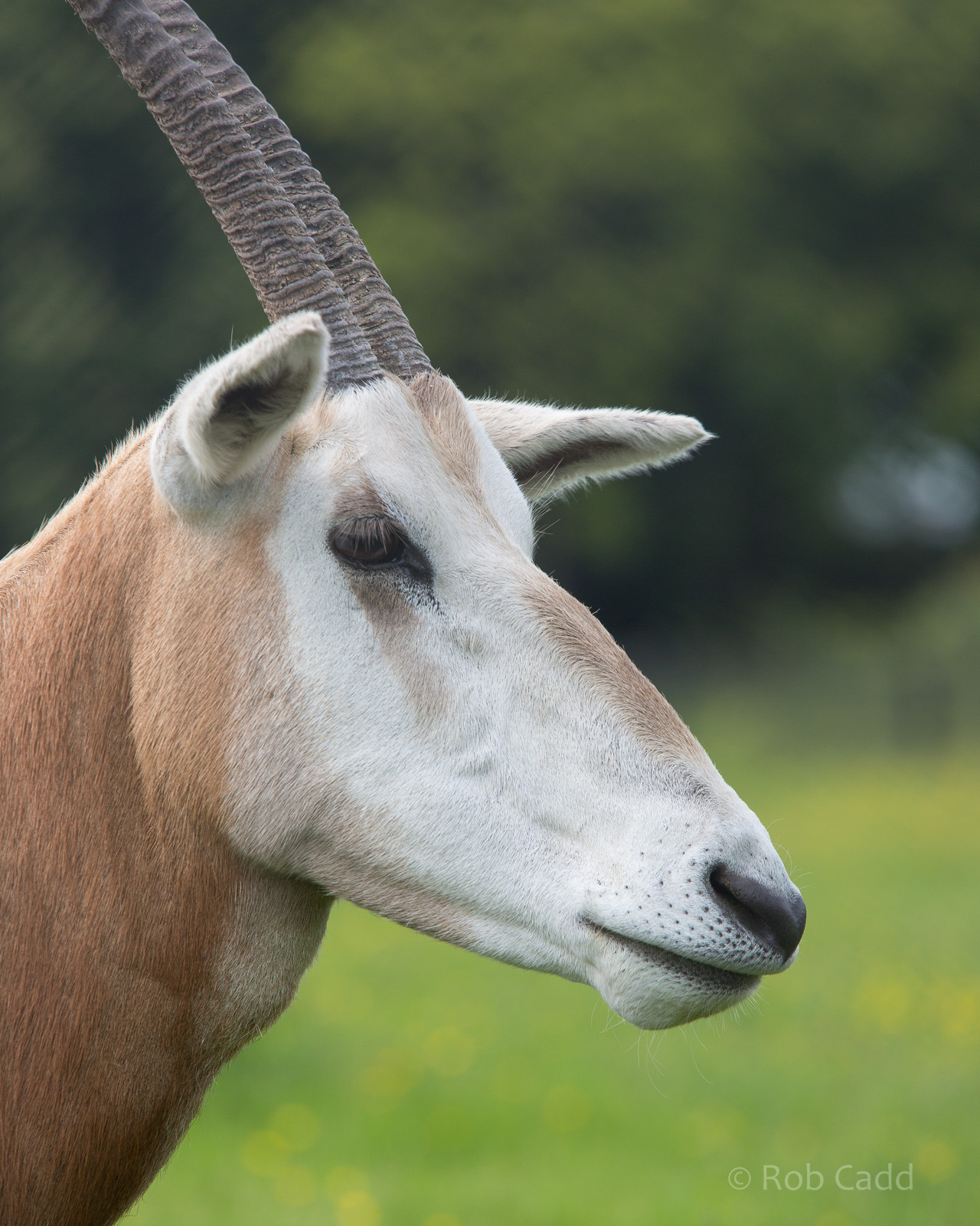 Scimitar-horned oryx : Whipsnade : 01 Jun 2014