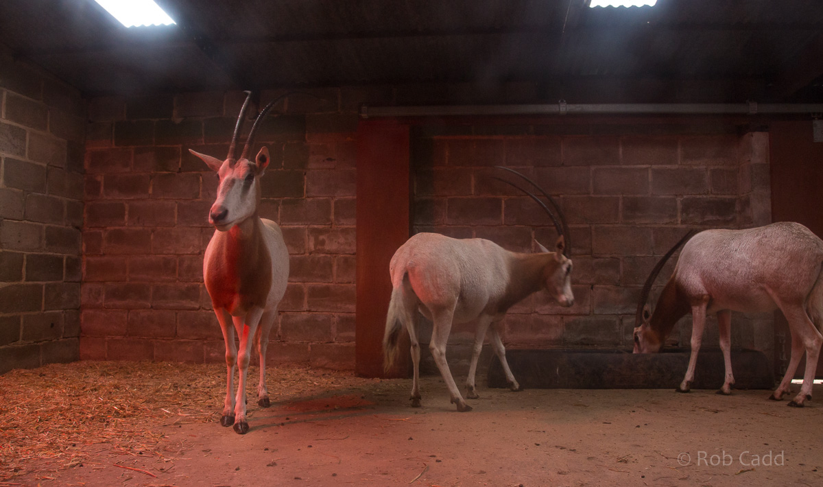 Scimitar-horned oryx : Whipsnade : 04 Nov 2016