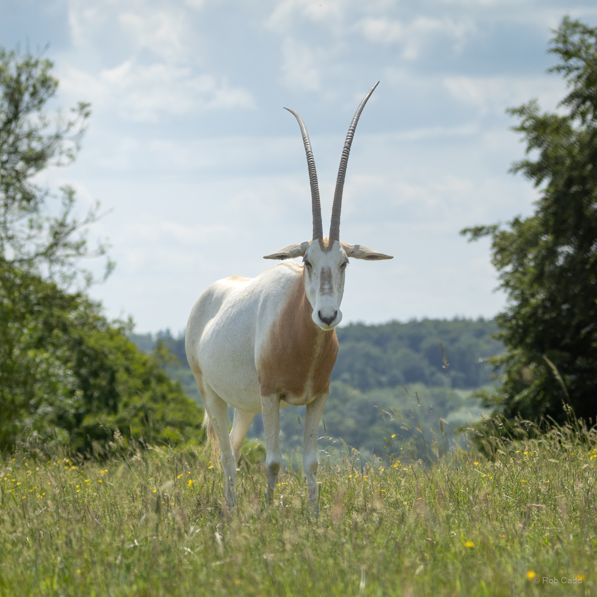 Scimitar-horned oryx : Whipsnade : 15 Jun 2025