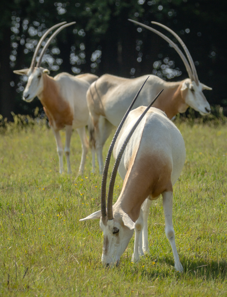 Scimitar-horned oryx : Whipsnade : 15 Jun 2025