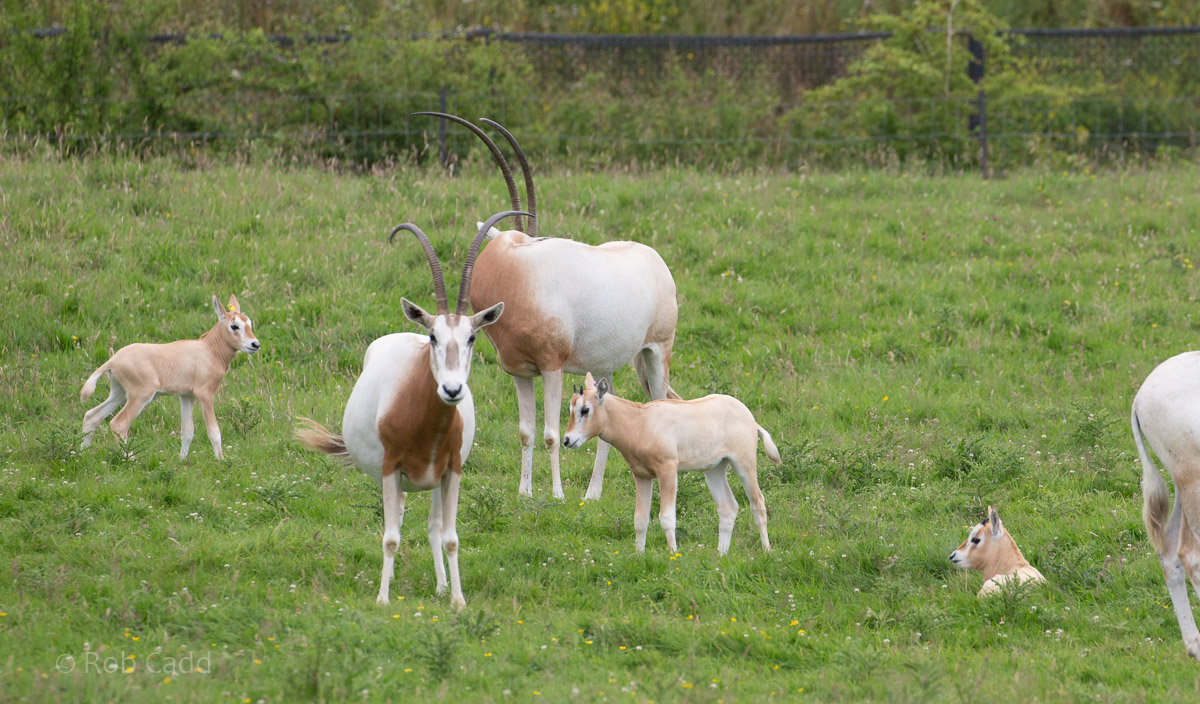 Scimitar-horned oryx : Whipsnade : 17 Jul 2016