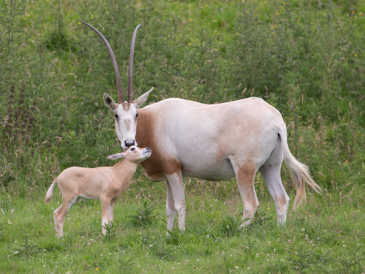 Scimitar-horned oryx : Whipsnade : 17 Jul 2016