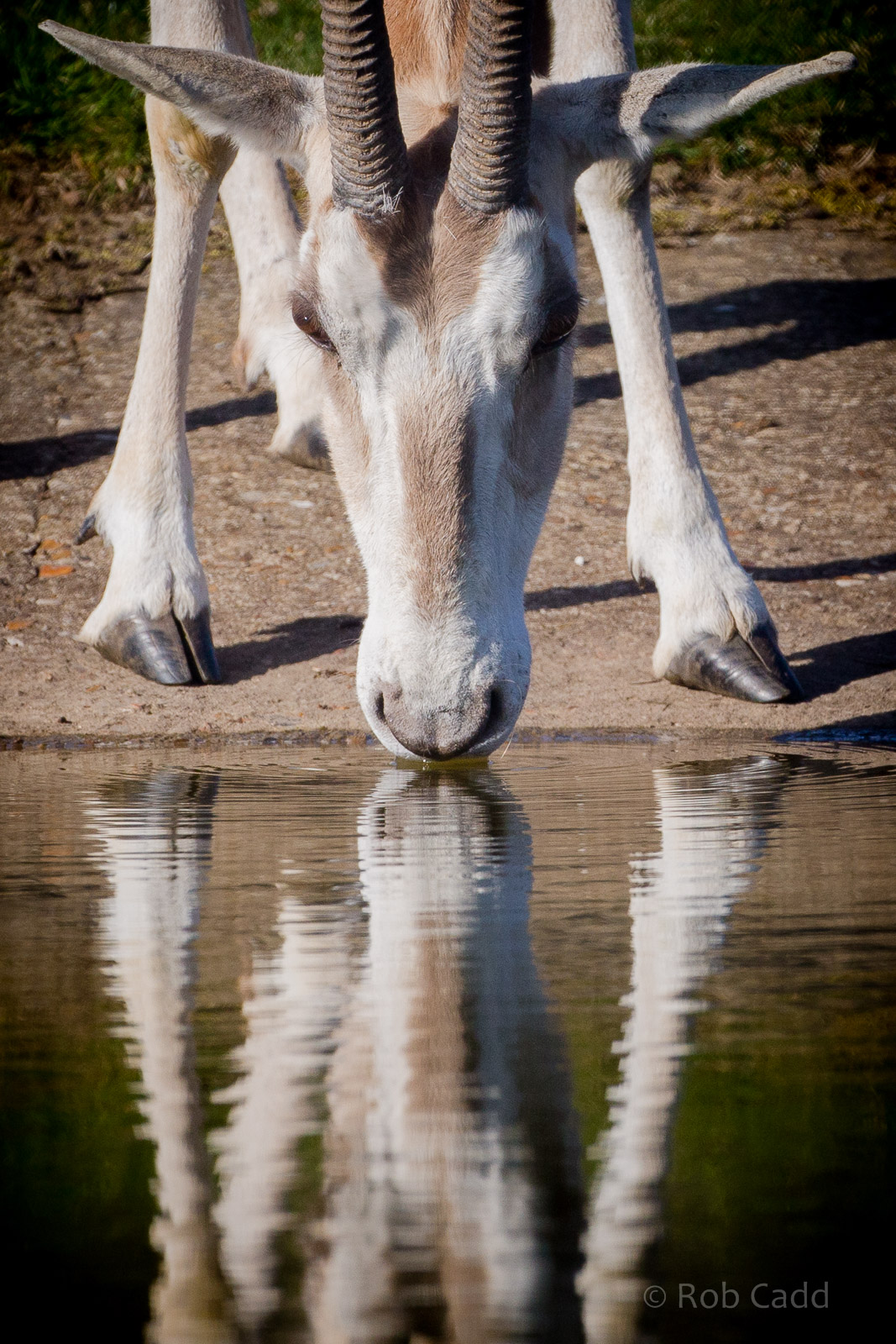 Scimitar-horned oryx : Whipsnade : 22 Mar 2015