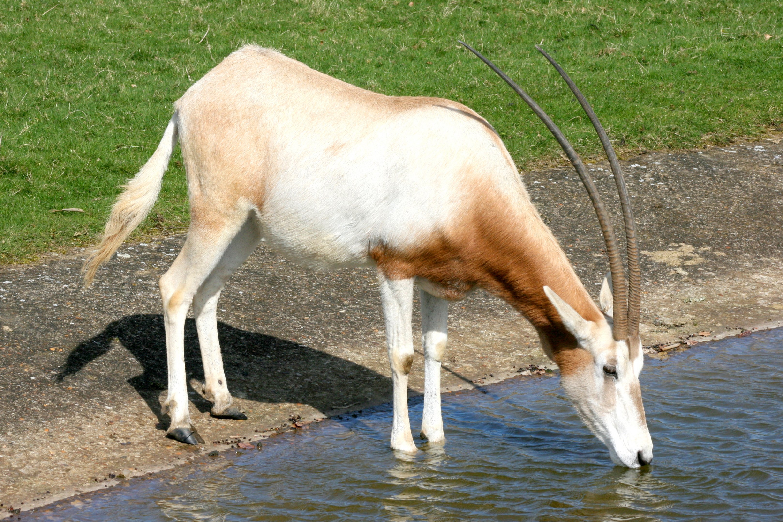 Scimitar-horned Oryx; Whipsnade; 25th March 2017