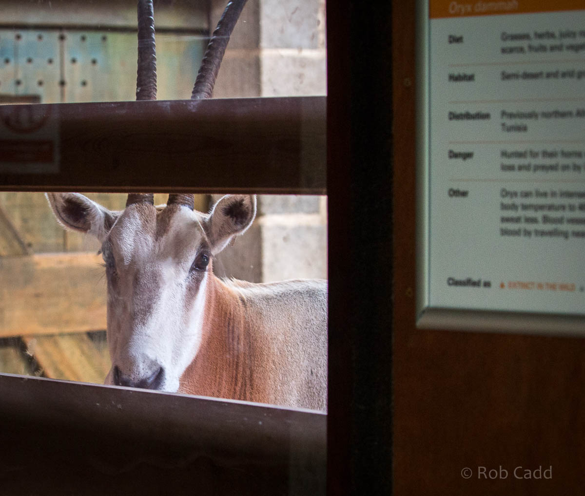 Scimitar-horned oryx : Whipsnade : 26 Jul 2015