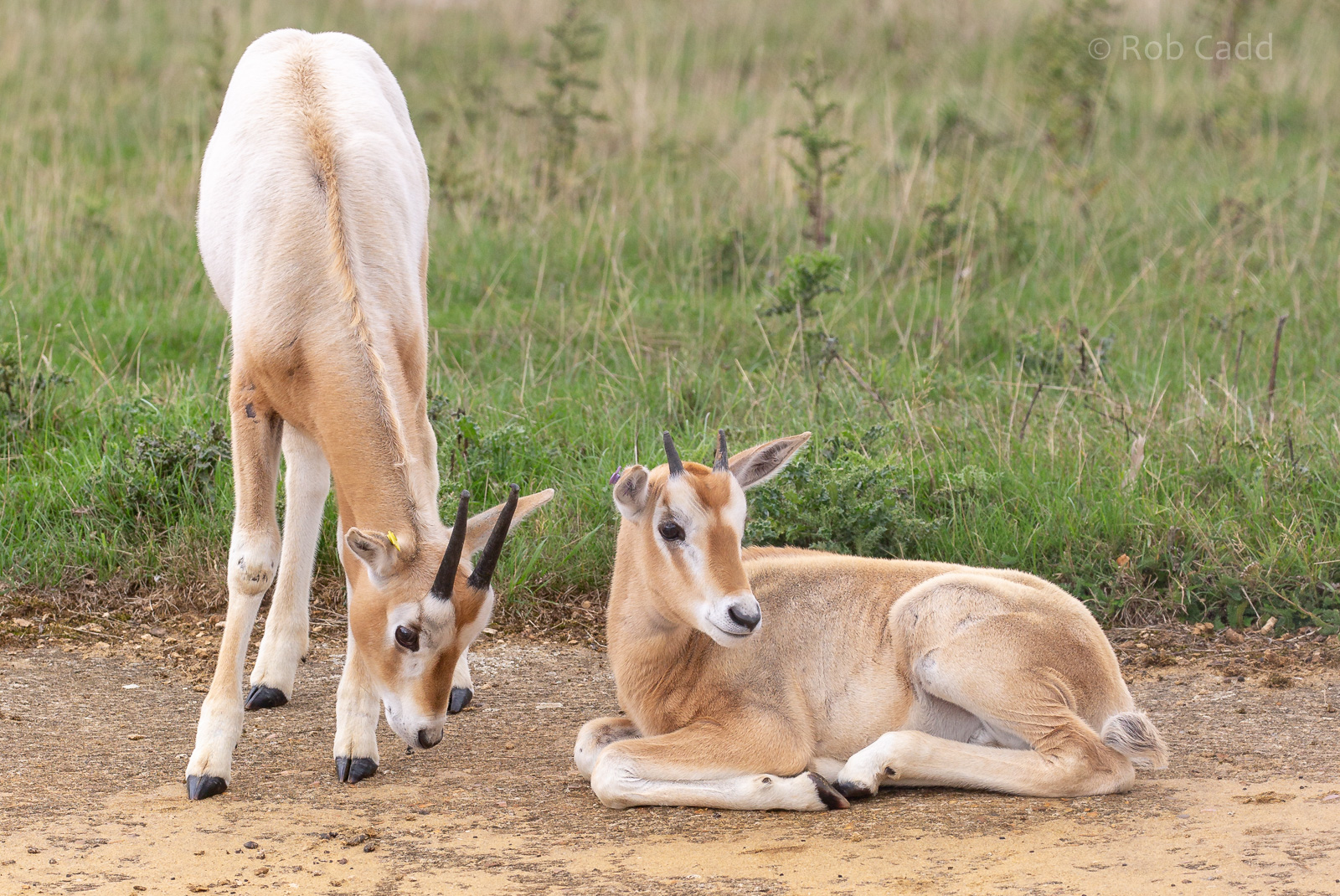 Scimitar-horned oryx : Whipsnade : 27 Aug 2018