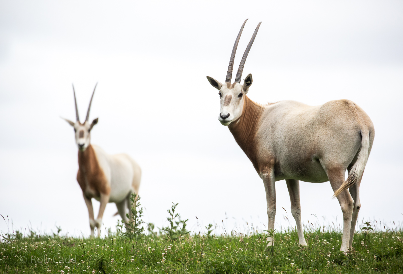 Scimitar-horned oryx : Whipsnade : 29 Jun 2020