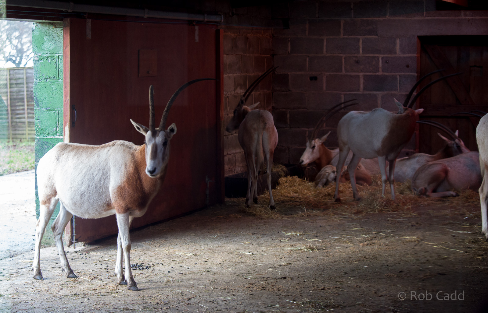 Scimitar-horned oryx : Whipsnade : 30 Nov 2014