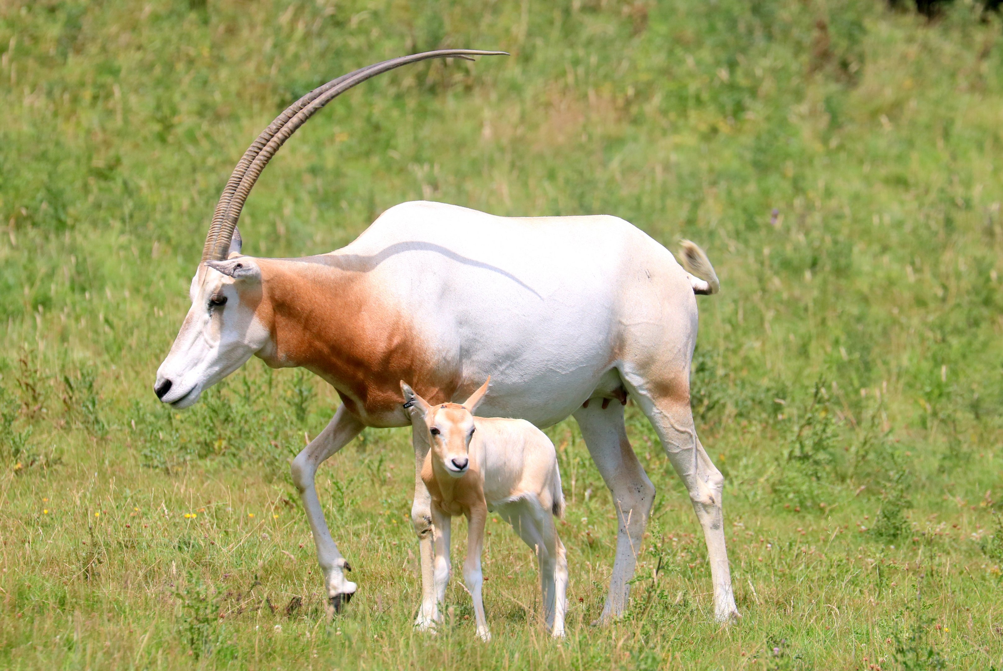 Scimitar-horned oryx with calf; Whipsnade; 25th July 2019