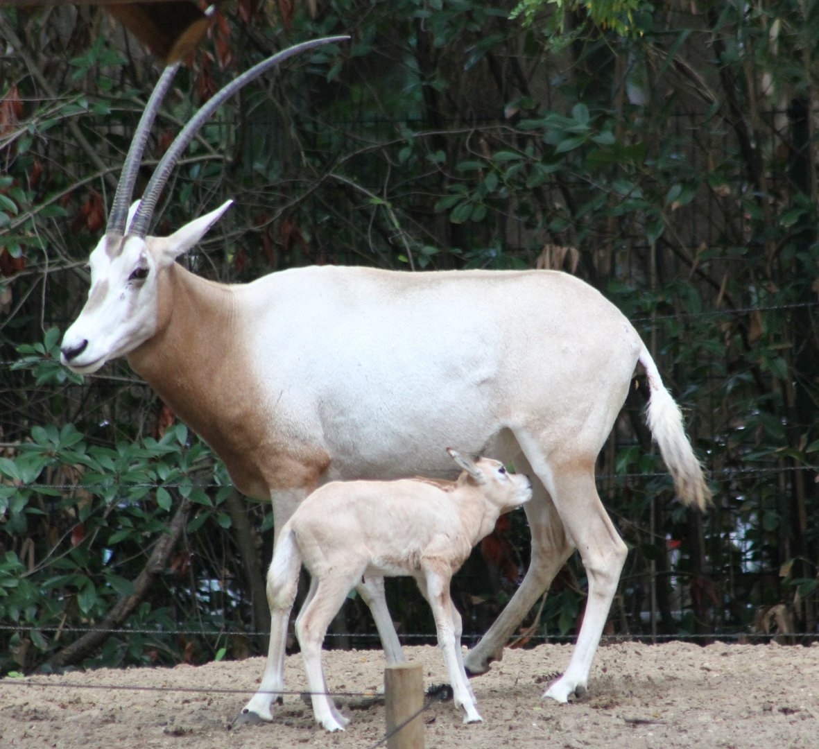 Scimitar-horned oryx with calf