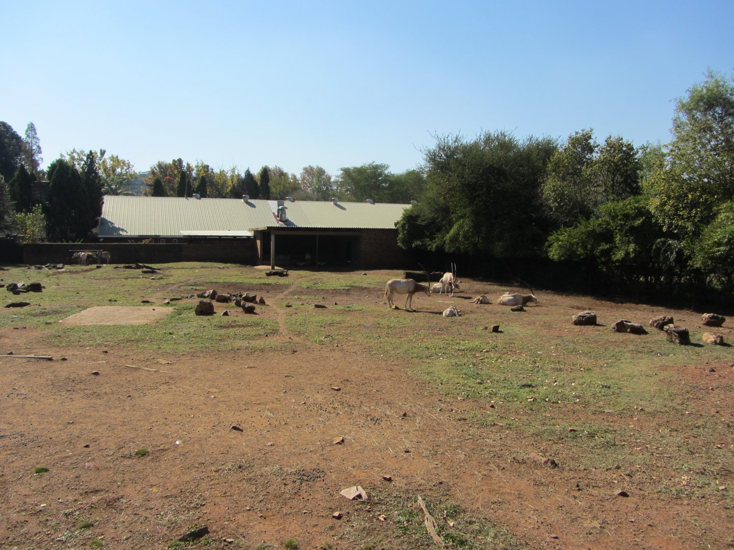Scimitar-horned Oryx Yard