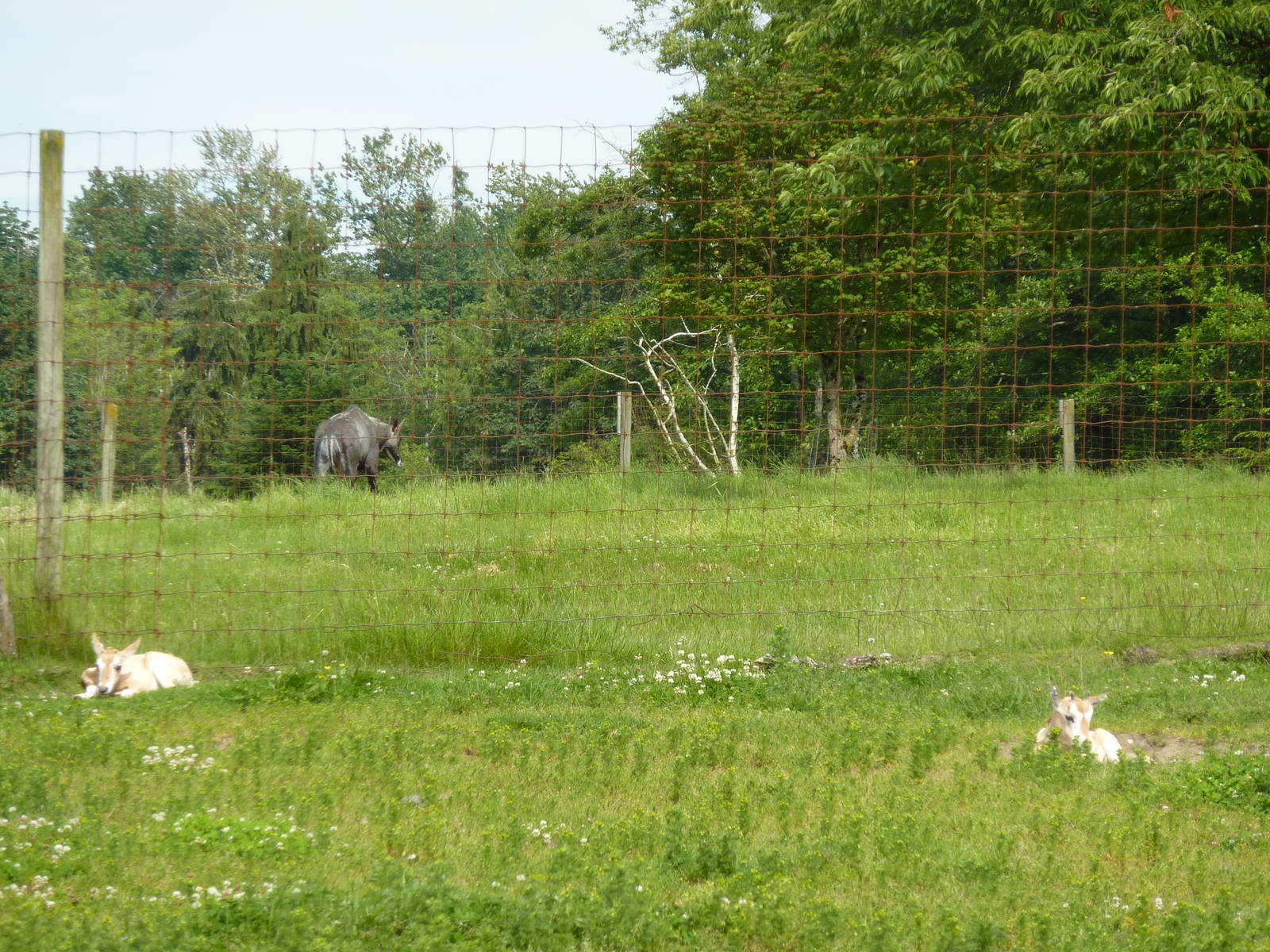 Scimitar Horned Oryx - Youngsters