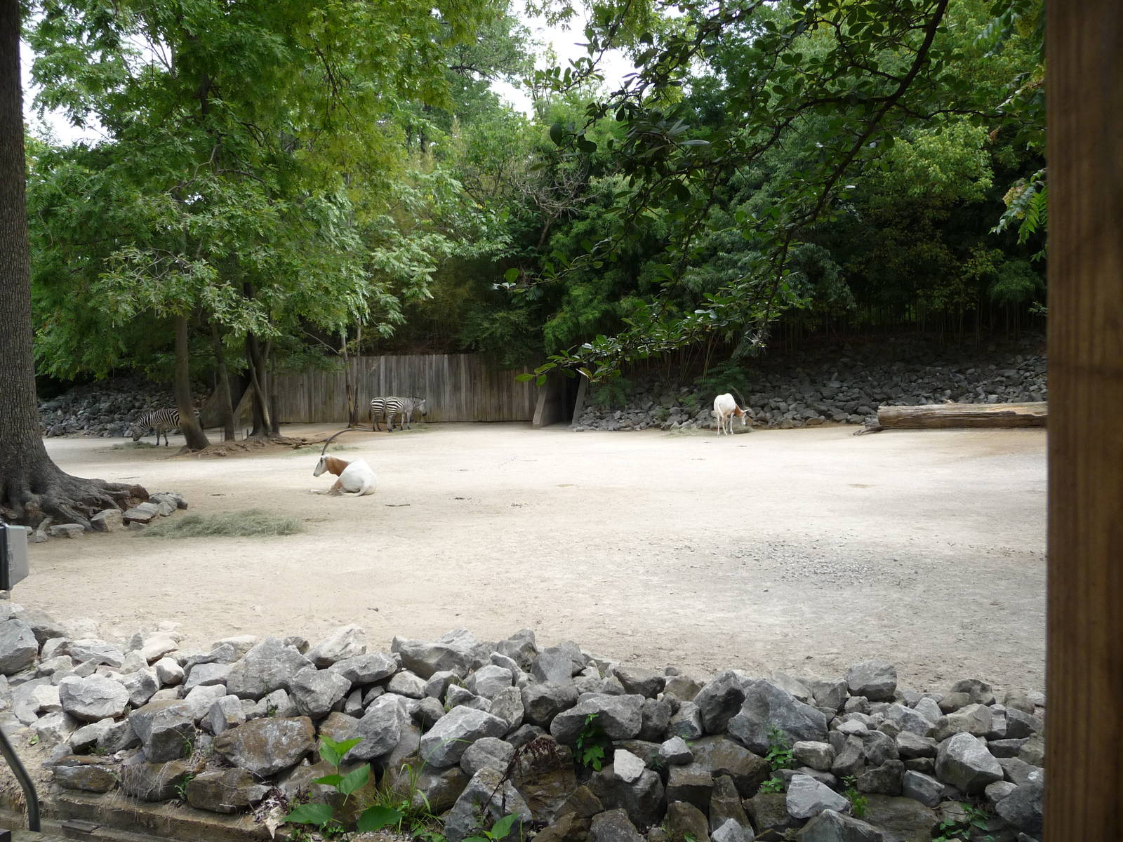 Scimitar-Horned Oryx/Zebra Exhibit