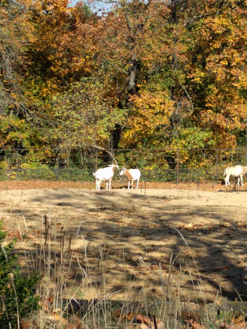 Scimitar Horned Oryx Zoo Praha 2018