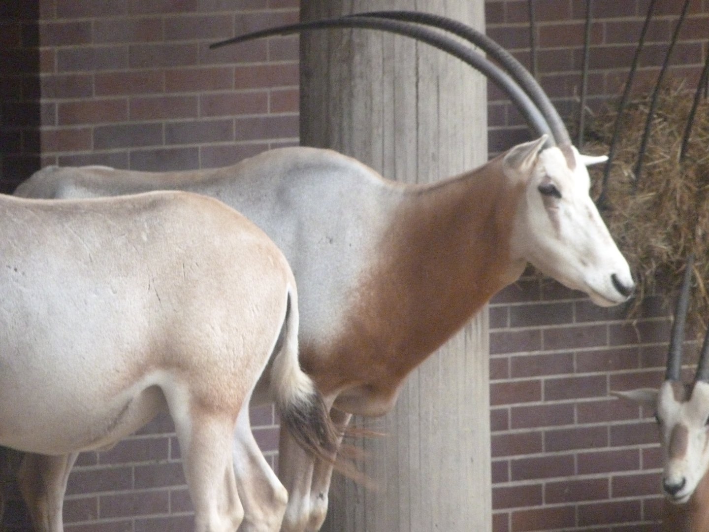 Scimitar-horned oryx -Zoologischer Garten Berlin (2024)