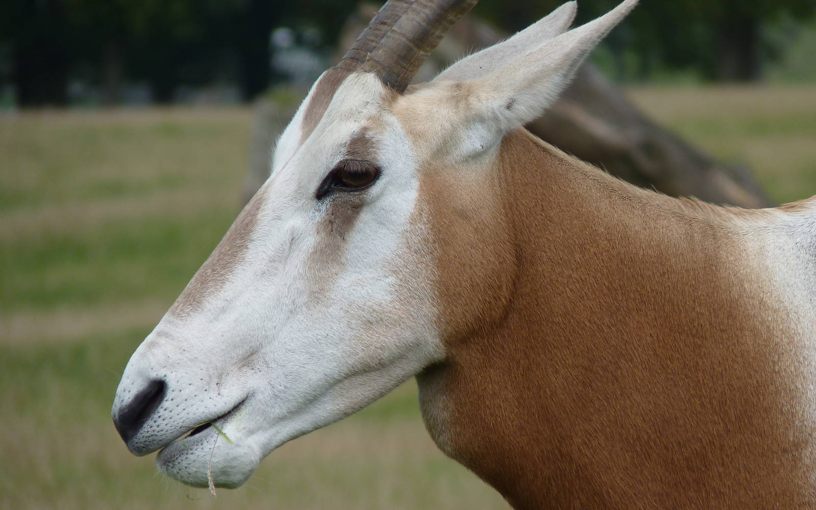 Scimitar-Horned Oryx