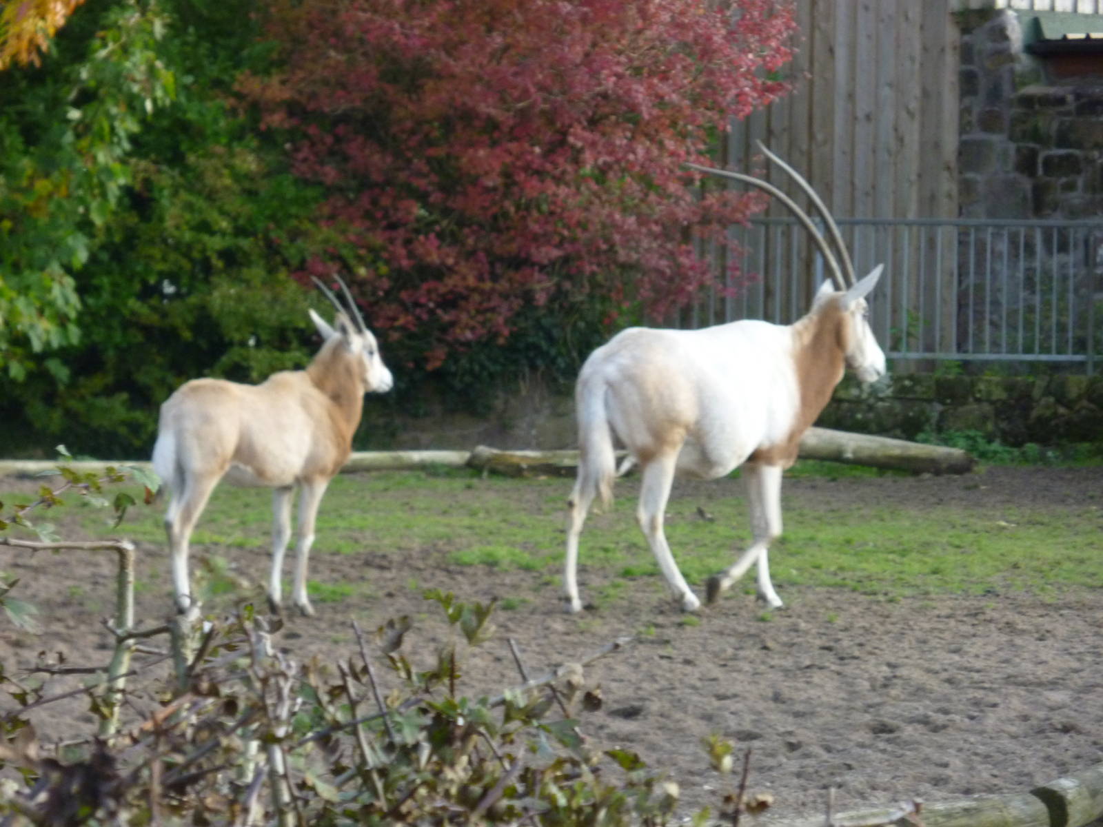 Scimitar-horned oryx