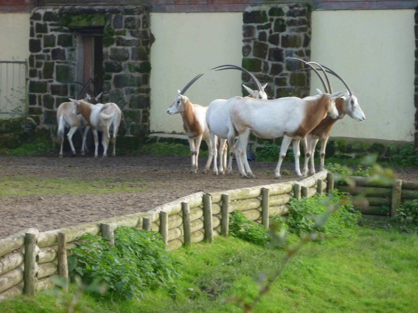 Scimitar-horned oryx