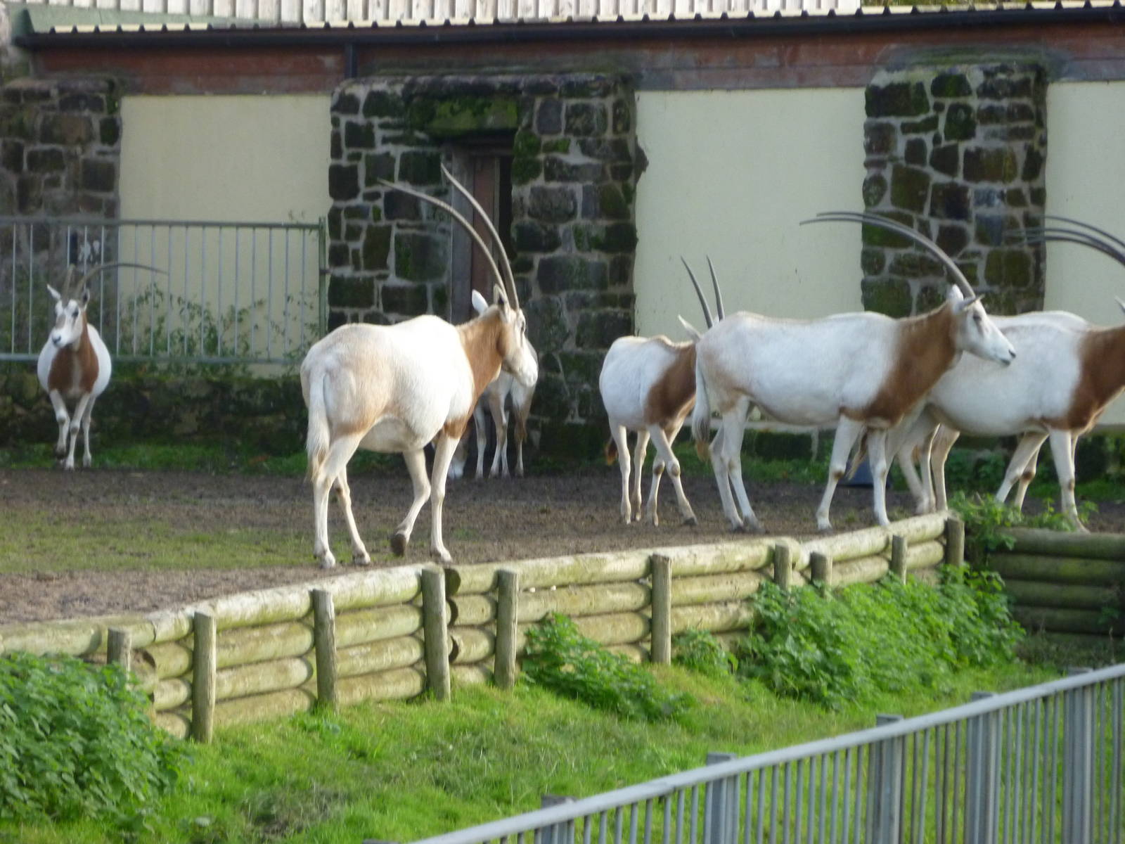 Scimitar-horned oryx