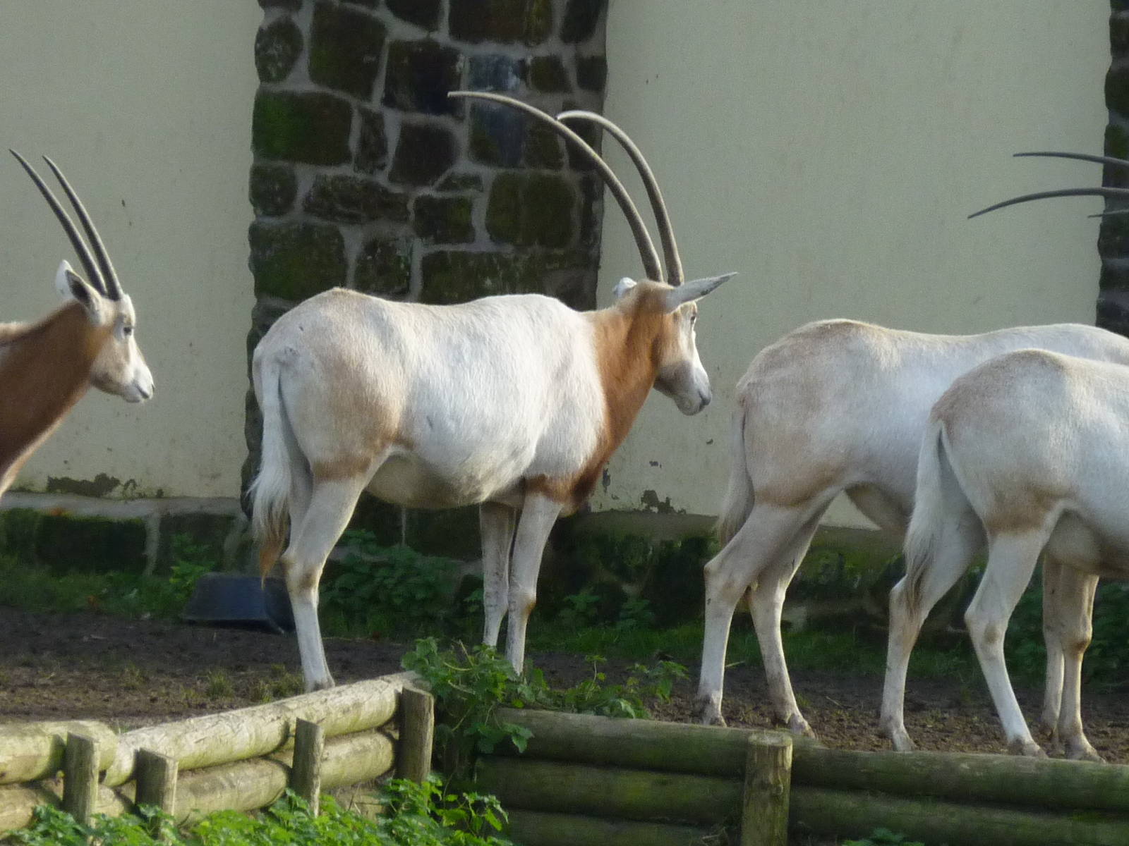 Scimitar-horned oryx