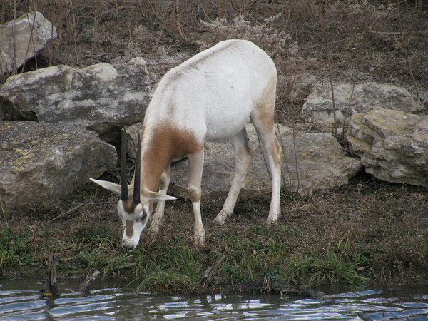 Scimitar-horned Oryx