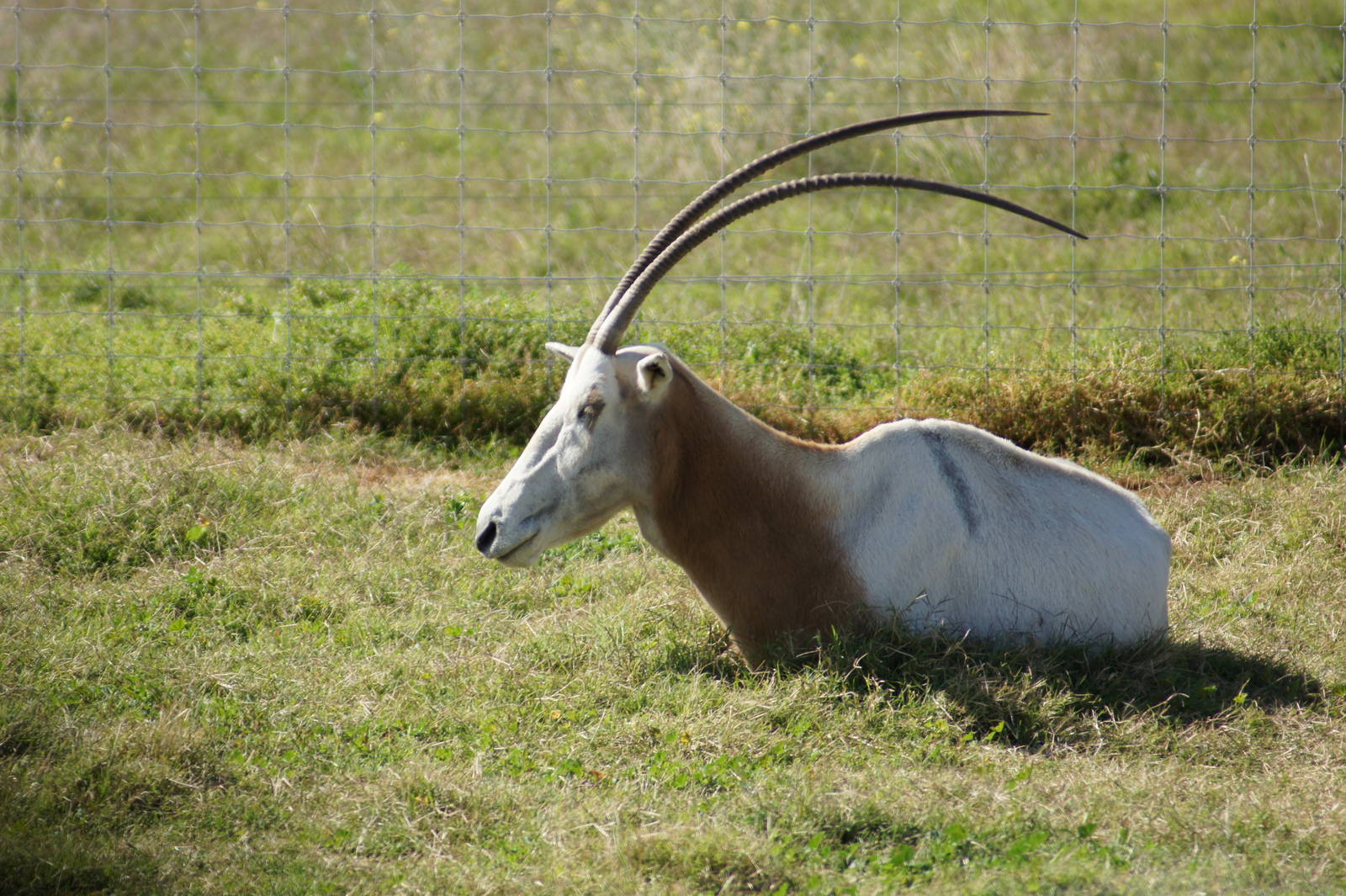 Scimitar Horned Oryx