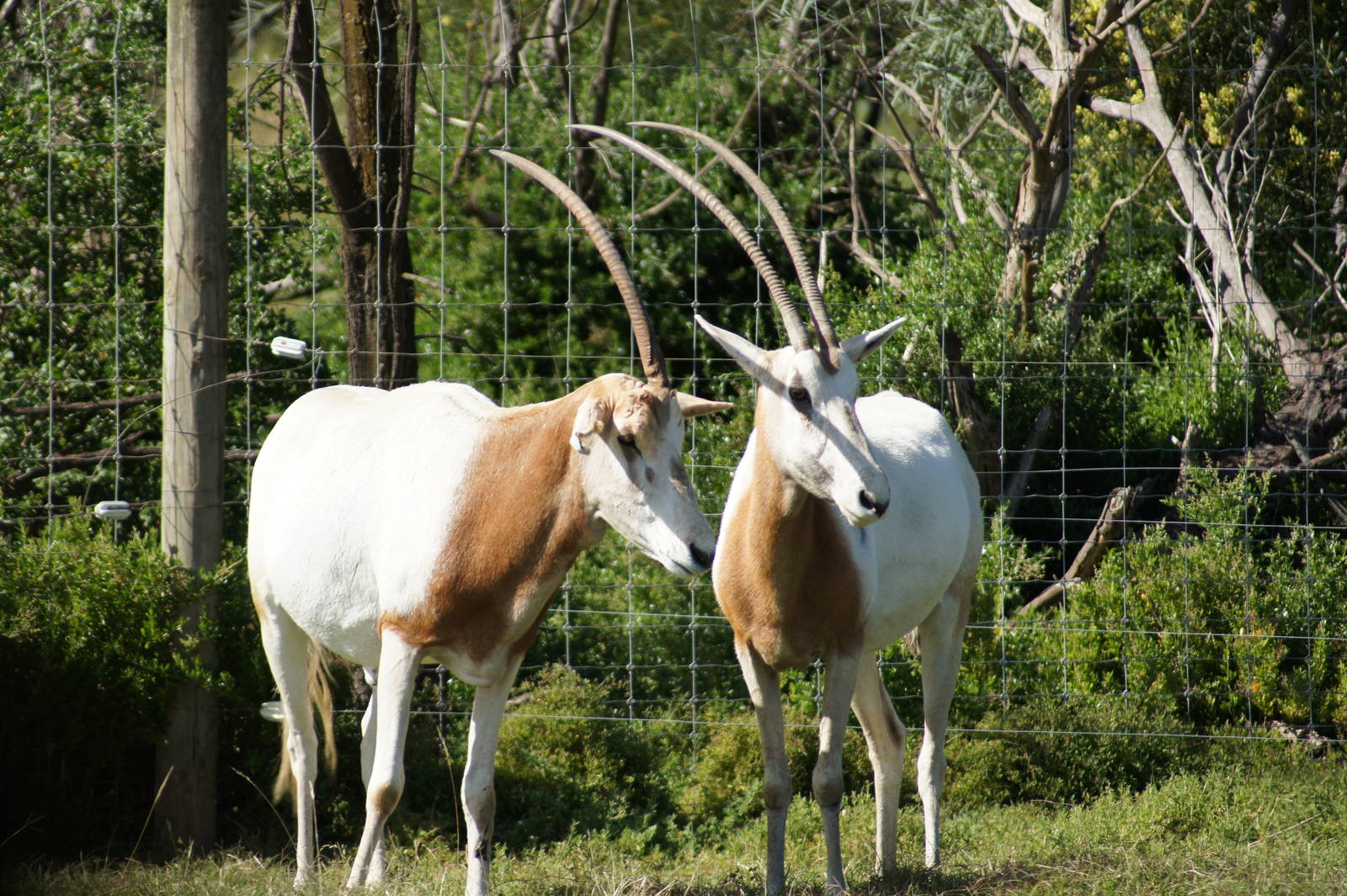 Scimitar Horned Oryx