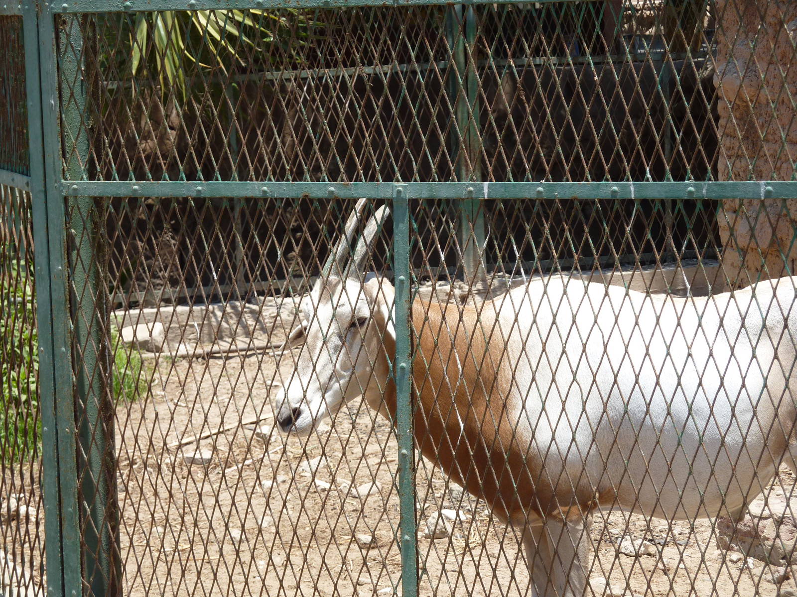 'Scimitar-horned' oryx