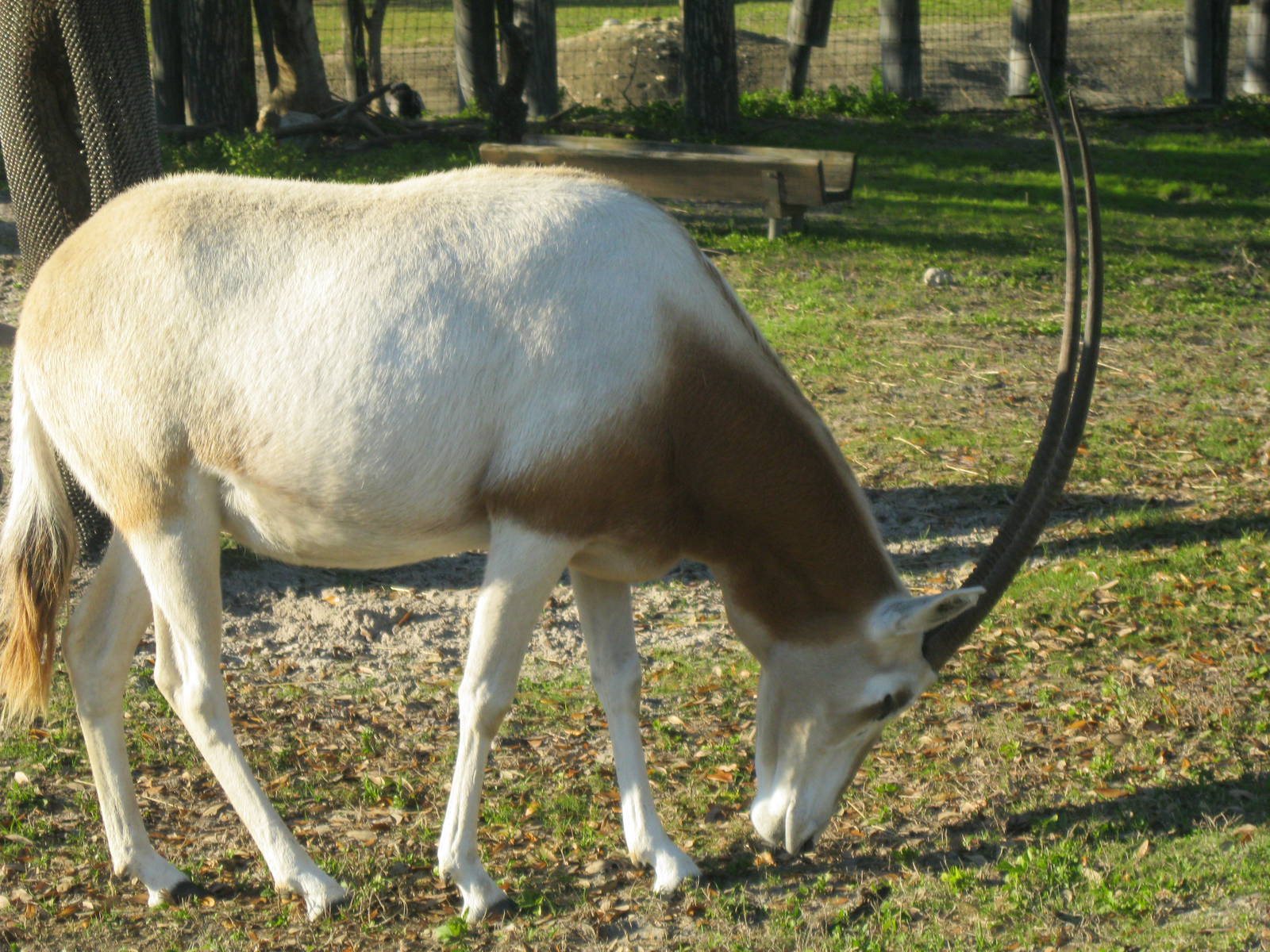 Scimitar-Horned Oryx