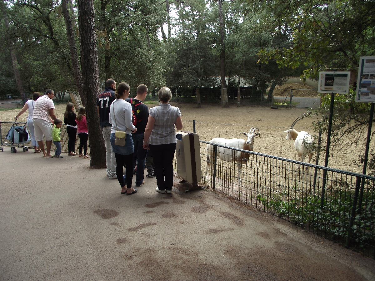 Scimitar-Horned Oryx