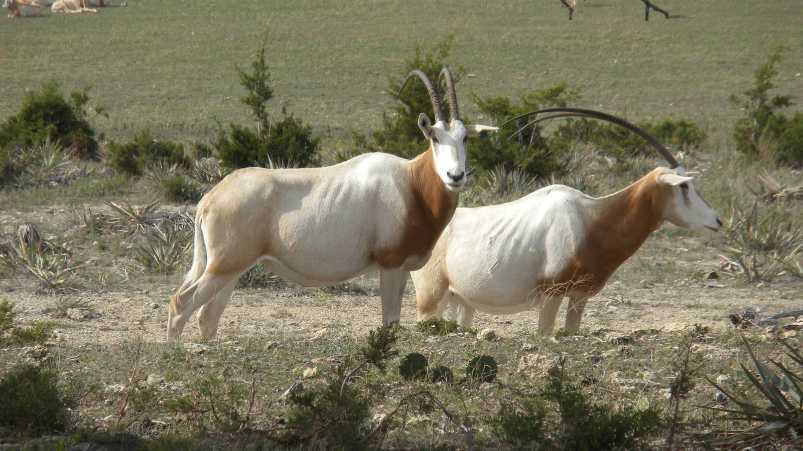 Scimitar-Horned Oryx