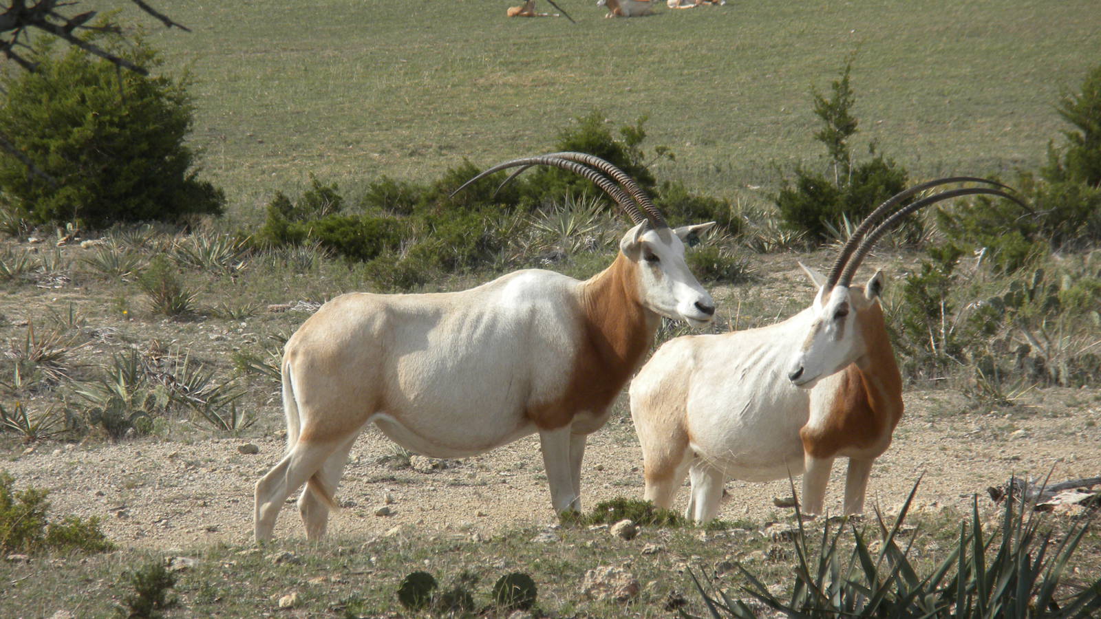 Scimitar-Horned Oryx