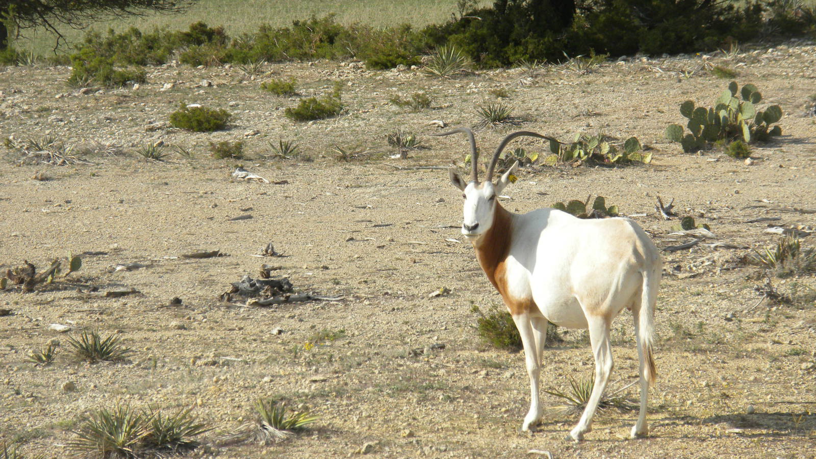 Scimitar-Horned Oryx