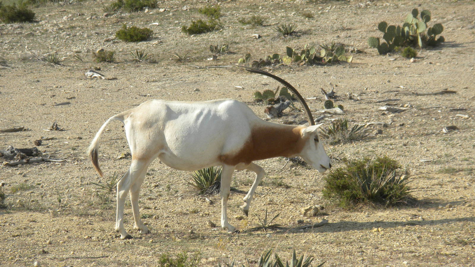 Scimitar-Horned Oryx