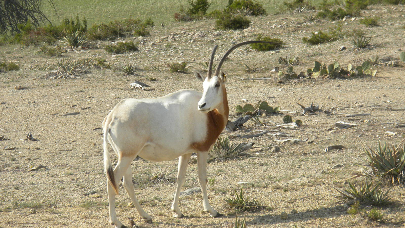 Scimitar-Horned Oryx