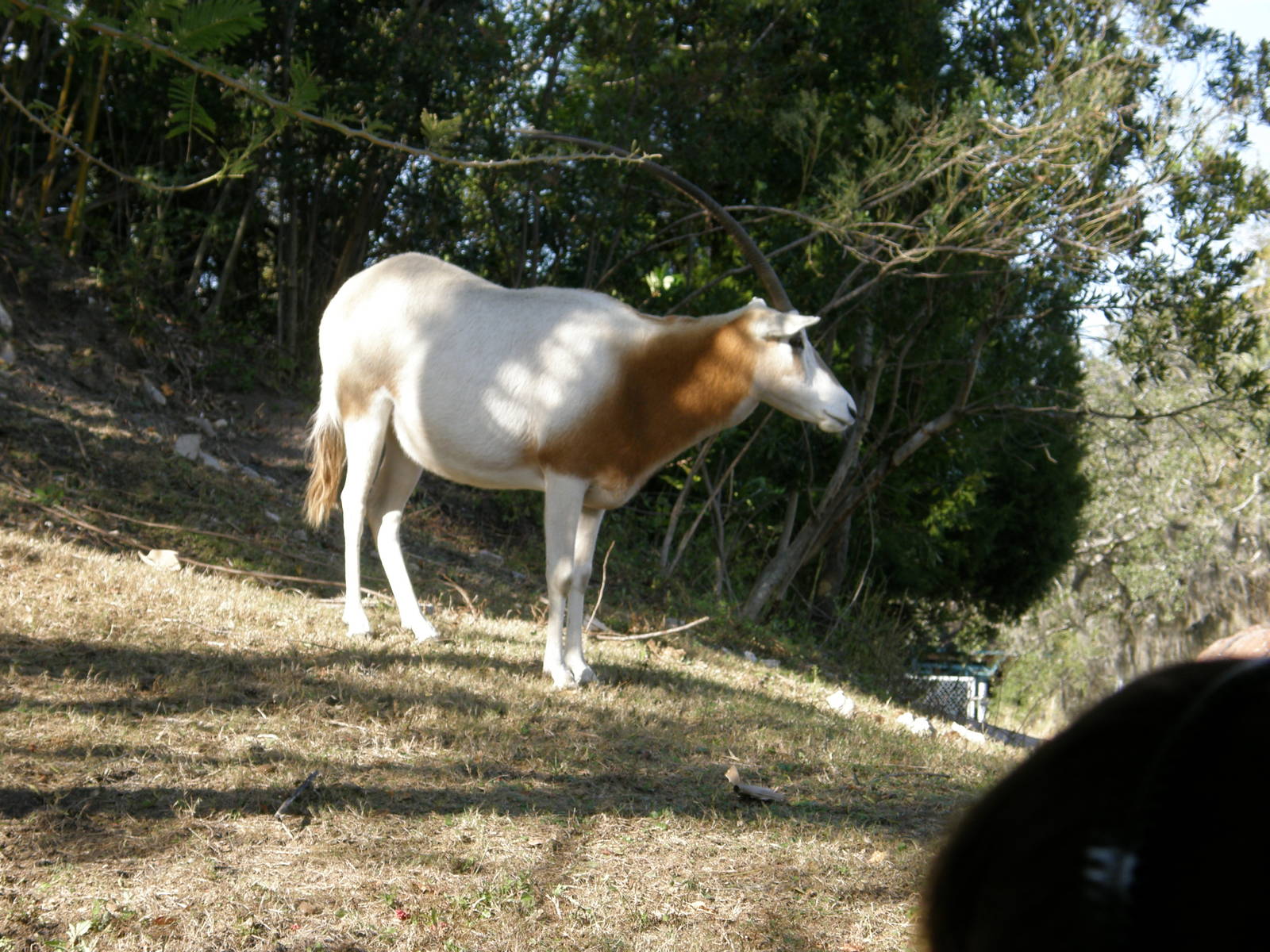 scimitar horned oryx