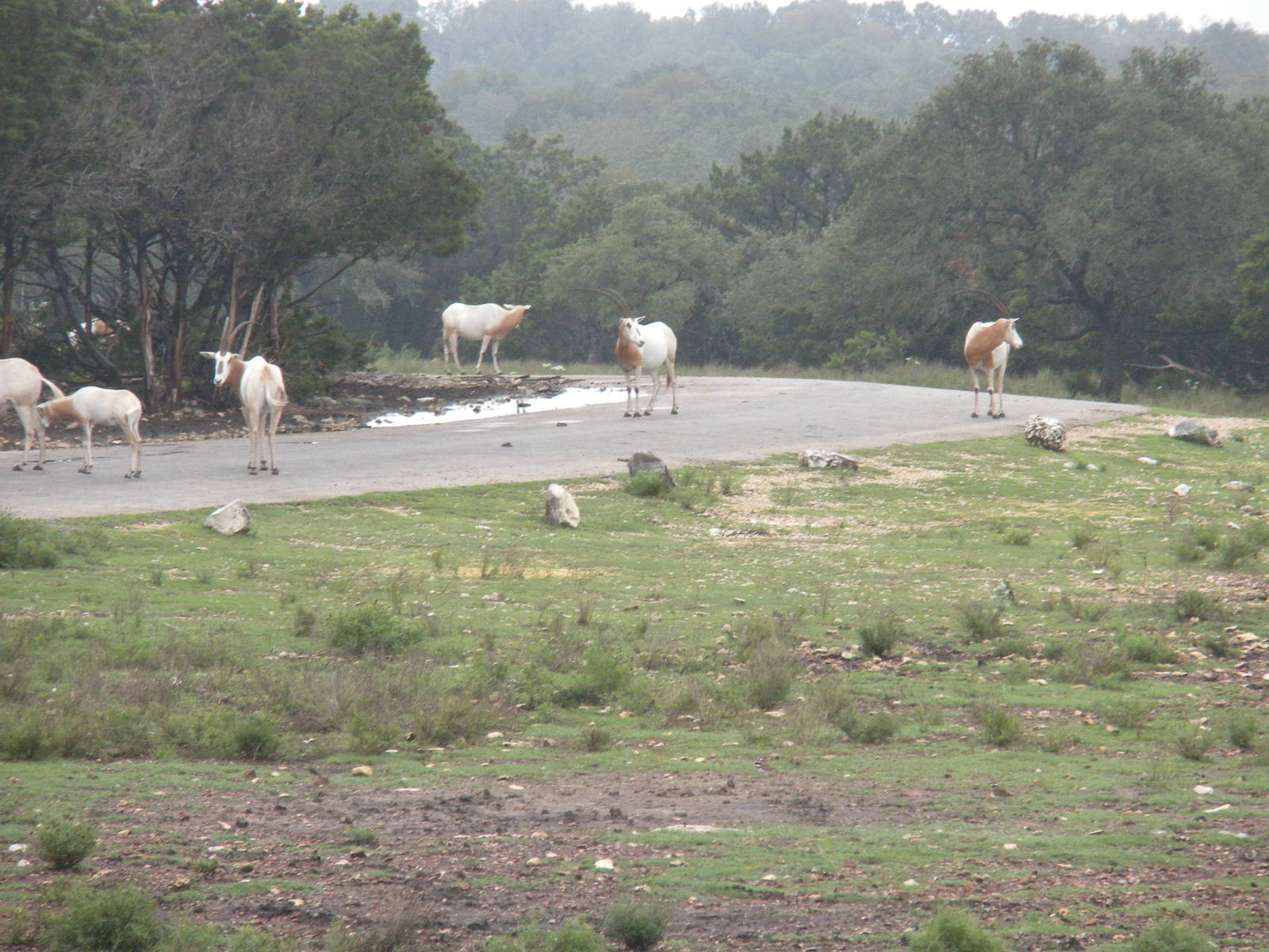 Scimitar Horned Oryx