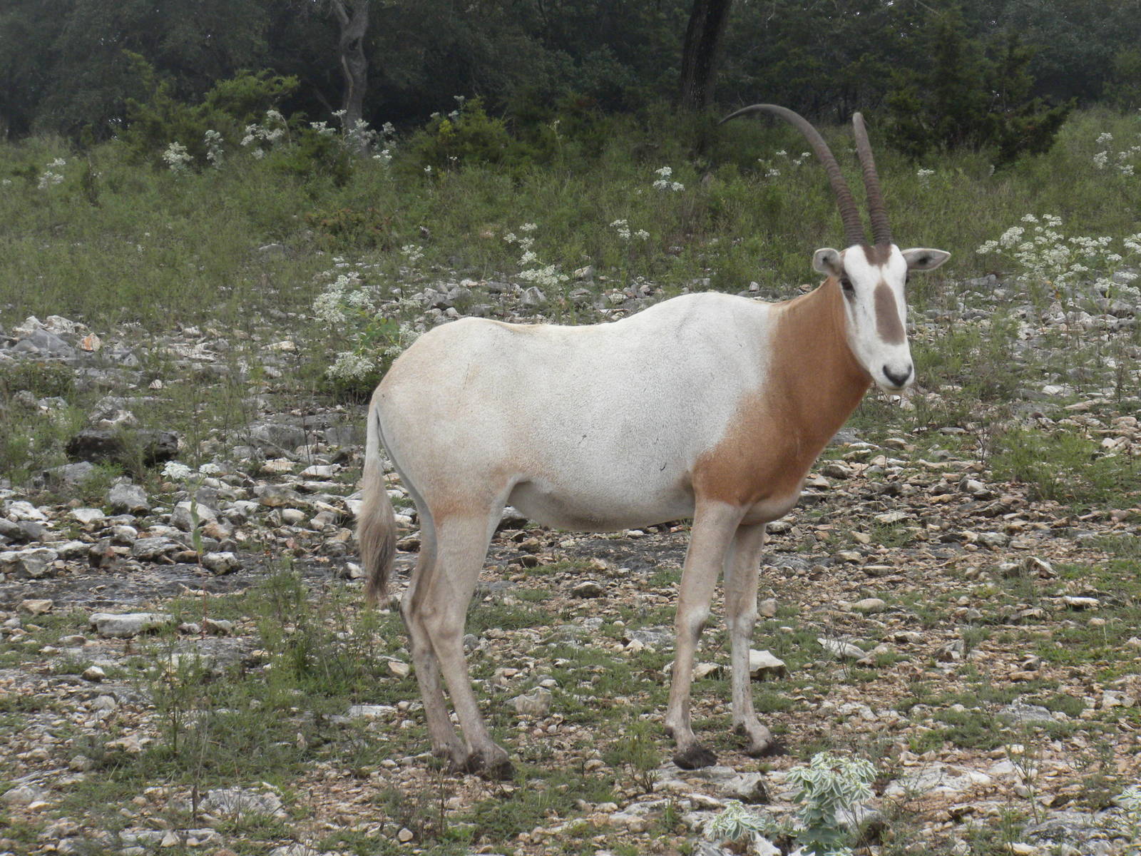 Scimitar-Horned Oryx