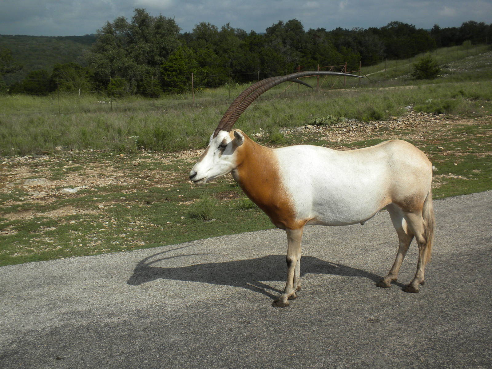 Scimitar-Horned Oryx