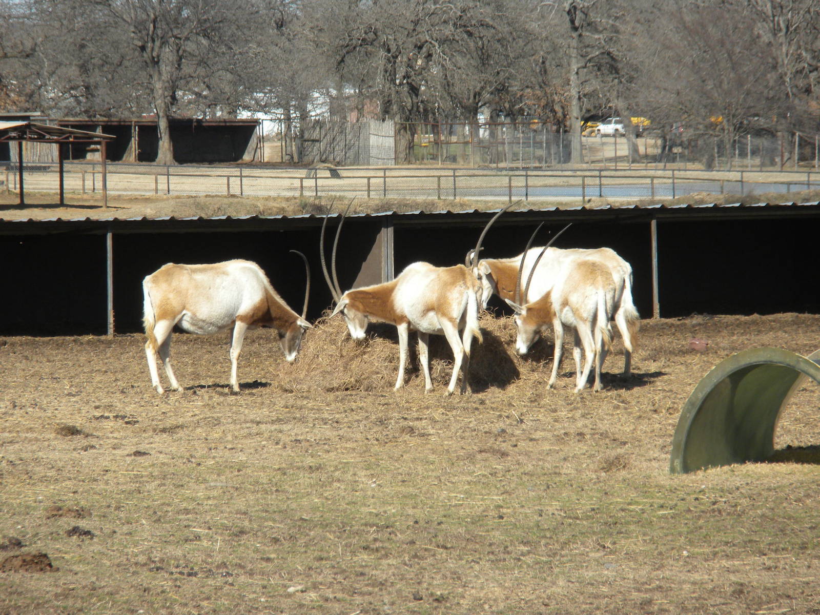 Scimitar-Horned Oryx