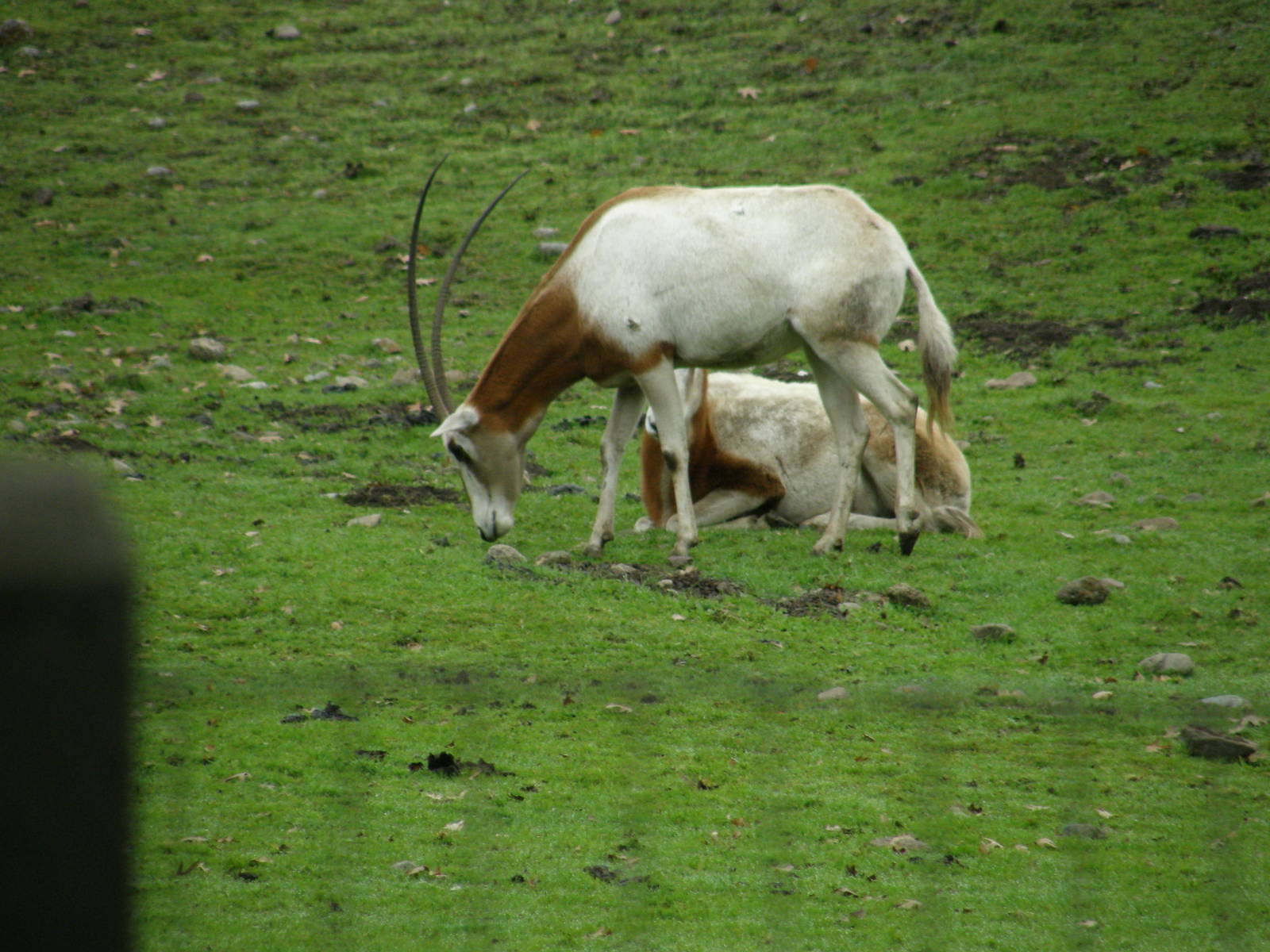 scimitar horned oryx