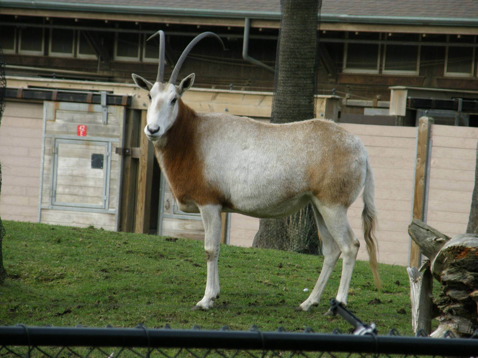 scimitar horned oryx
