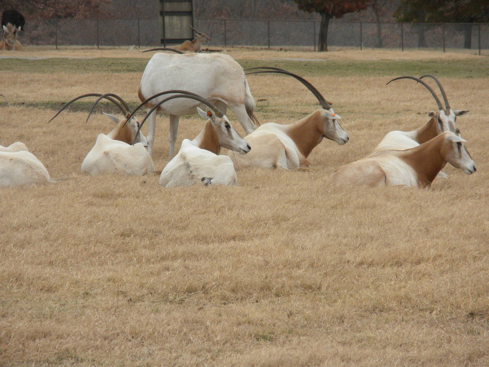 Scimitar-Horned Oryx